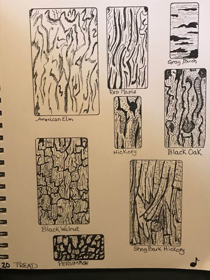 Image: "Tread" Various Tree bark "tread"