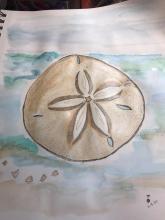 Image: Sand dollar